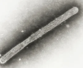 A close-up of a cow with a scientist in protective gear taking samples, symbolizing the detection of a bird flu strain in cattle with potential mammalian adaptation